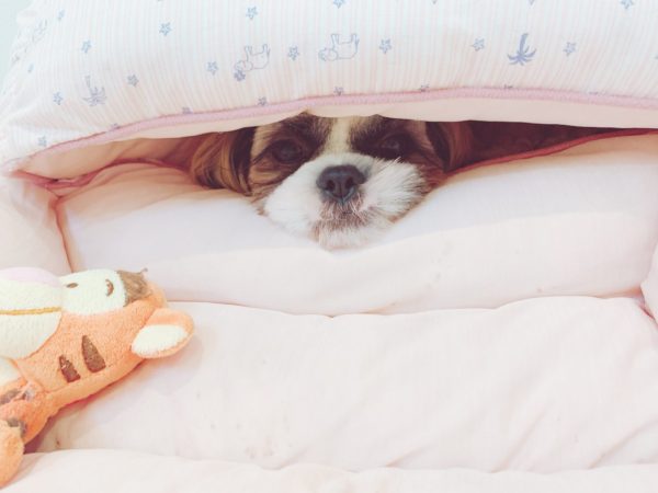 オネム犬