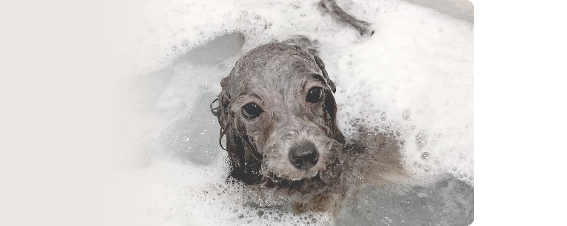 シャンプー犬