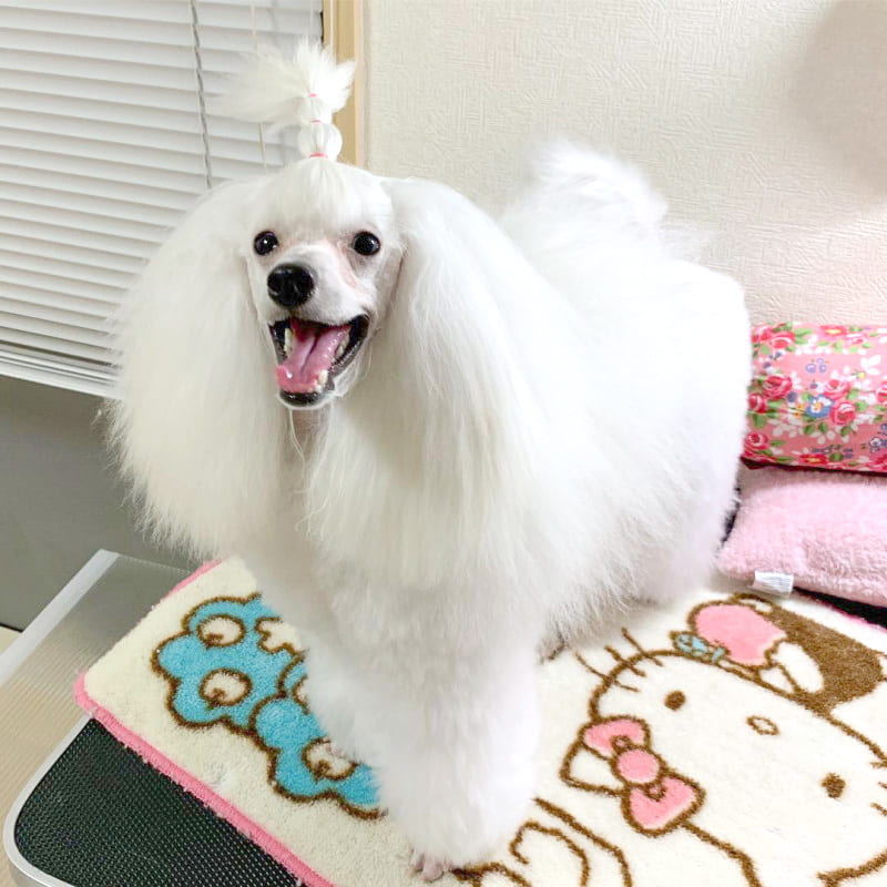 toypoodle