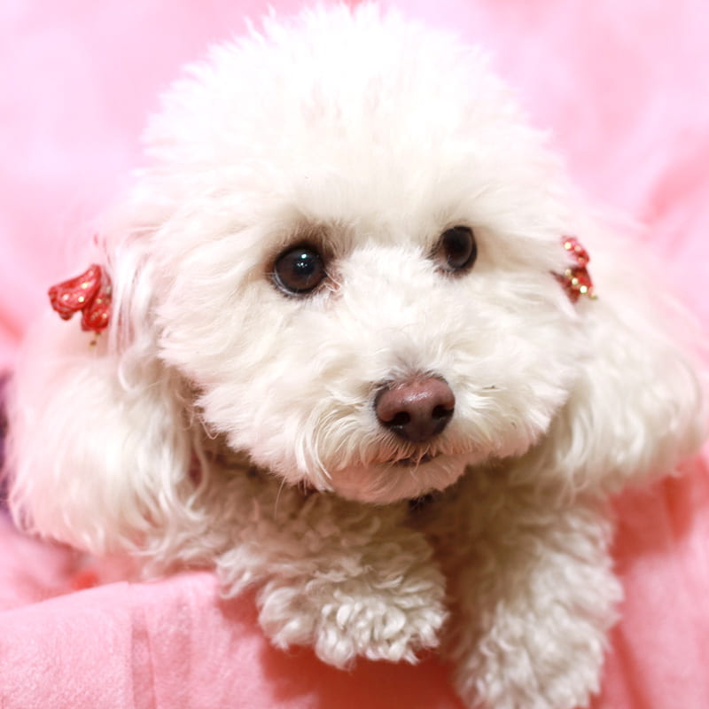 toypoodle